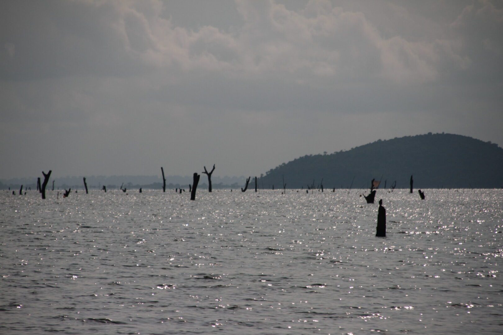Calm lake with submerged tree stumps