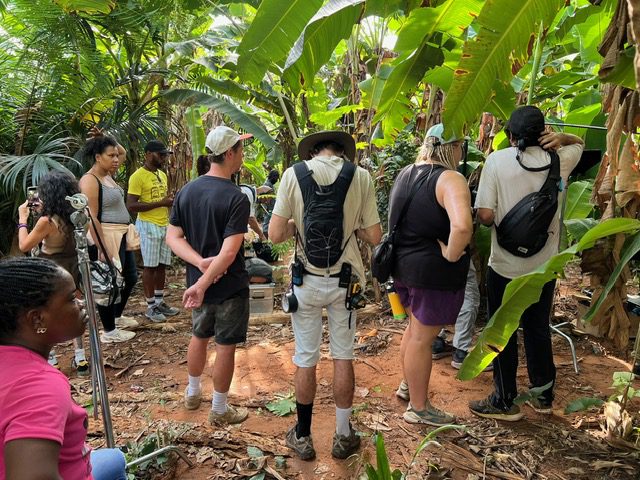Tourists standing among banana plants